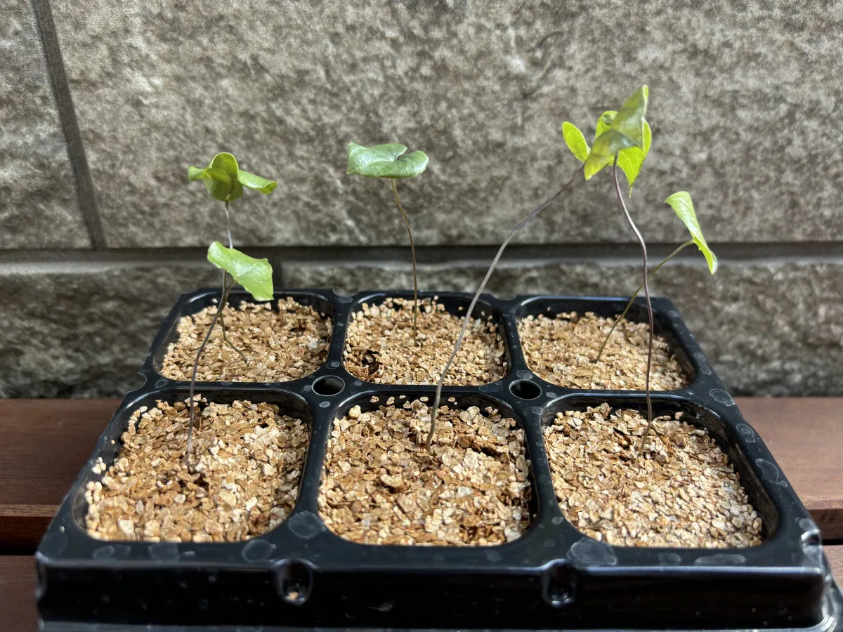 Dioscorea elephantipes (ディオスコレア エレファンティペス アフリカ亀甲竜)