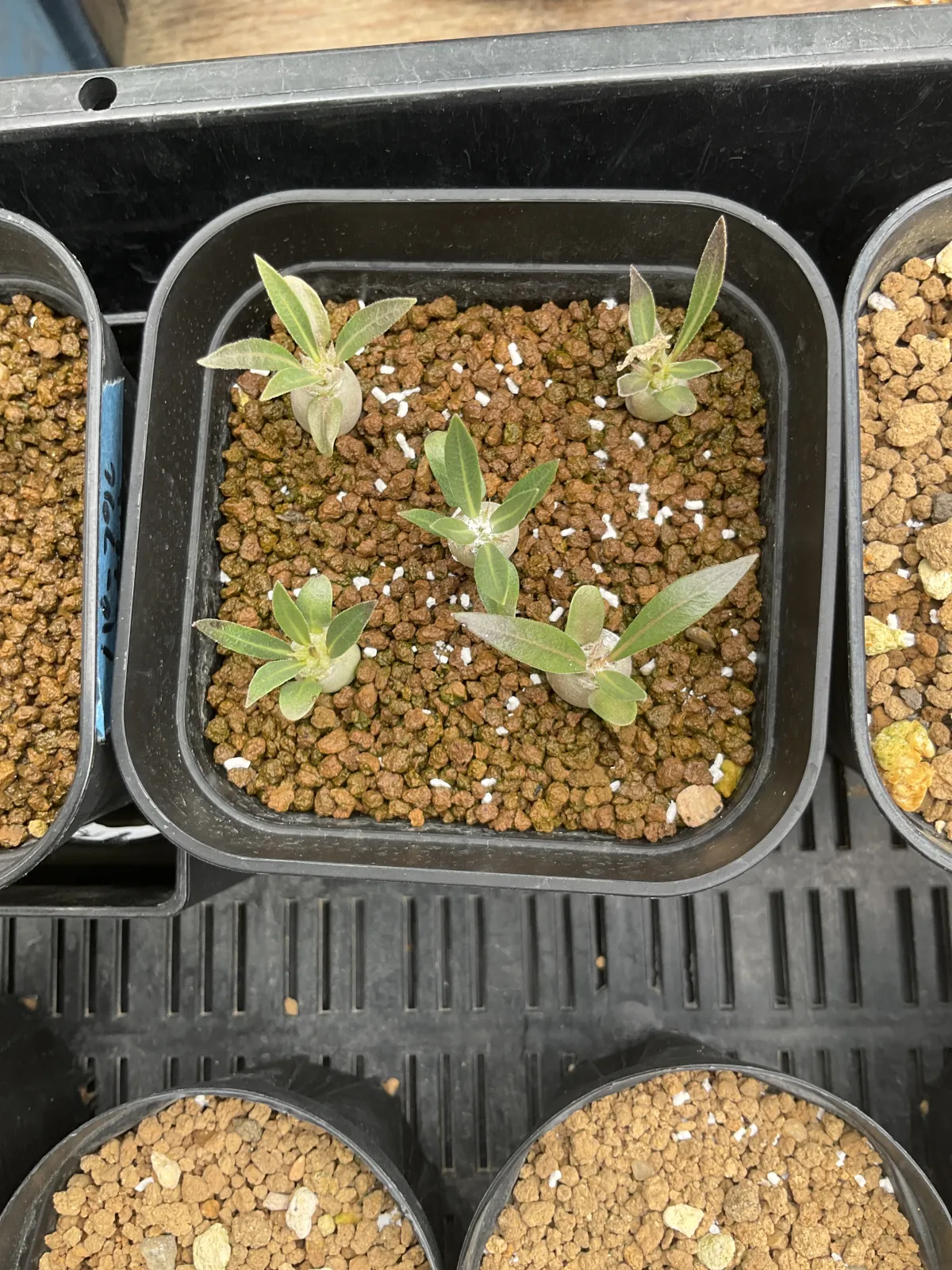 Pachypodium rosulatum subsp. makayense (パキポディウム マカイエンセ)