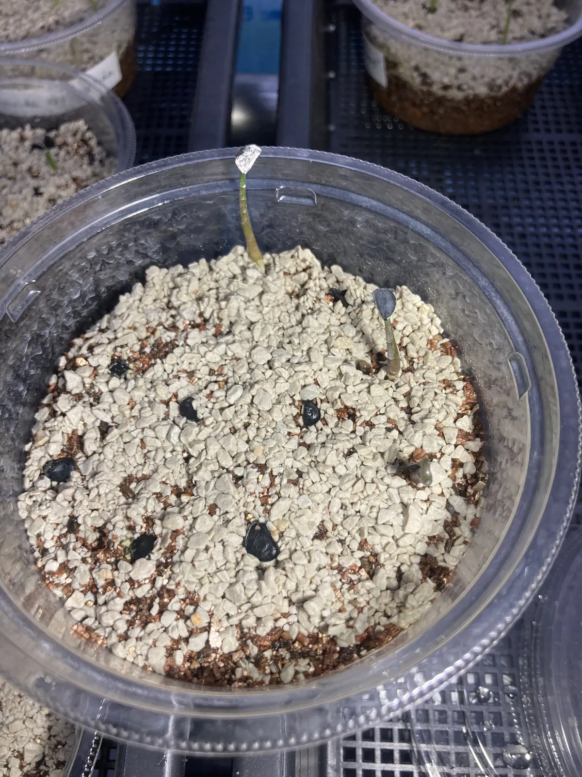 Agave potatorum Purple Haze (アガベ パープルヘイズ)