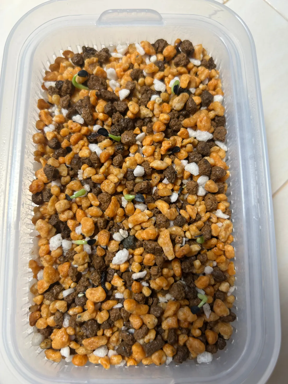 Agave oteroi (アガベ オテロイ)