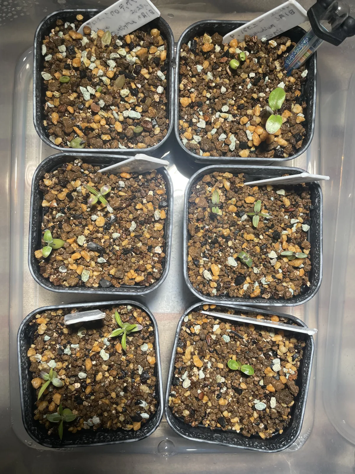 Aloe microstigma subsp. microstigma (アロエ ミクロスティグマ)