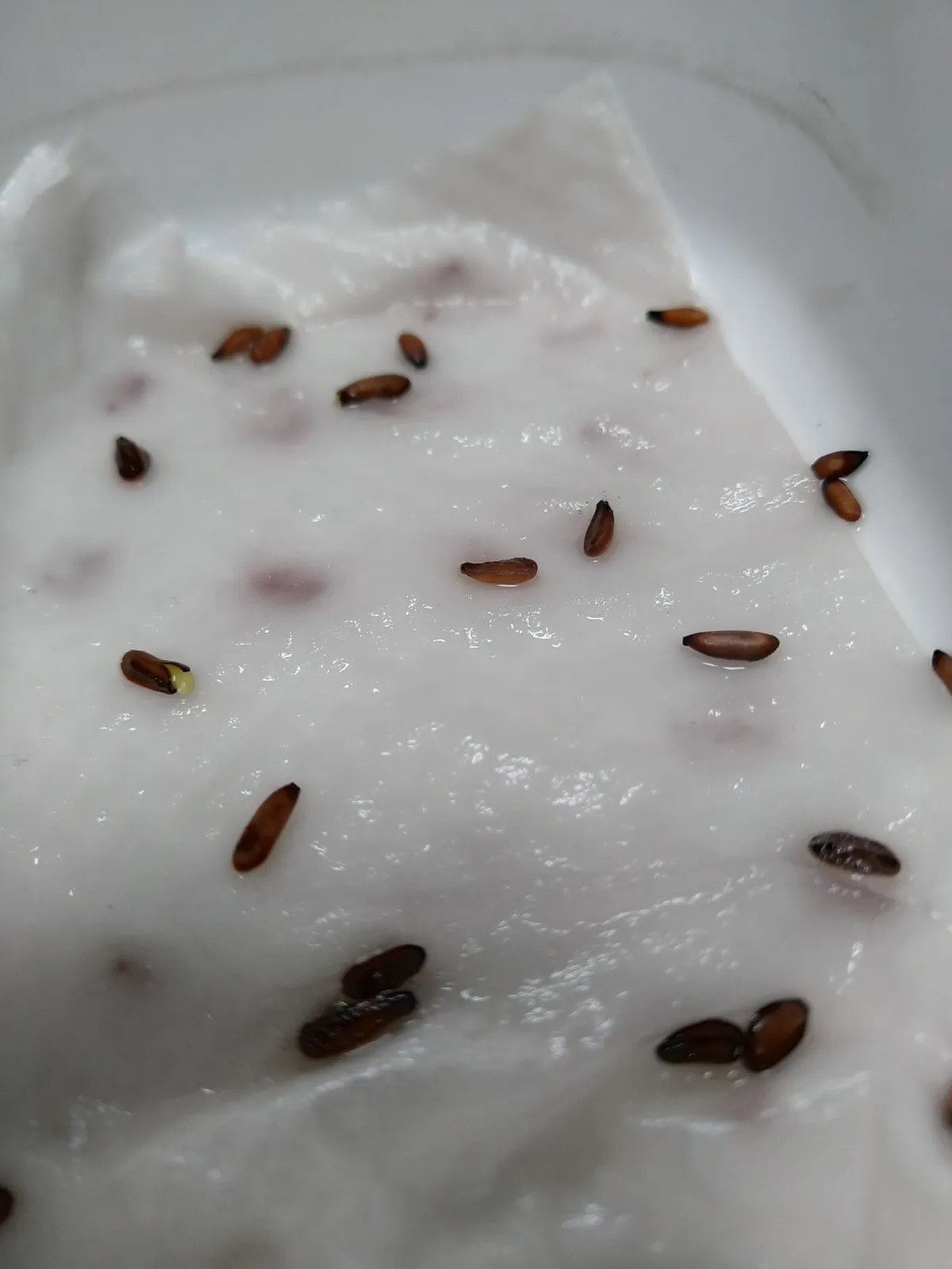 [モニター種子] パキポディウム ブレビカウレ Pachypodium brevicaule ssp. brevicaule