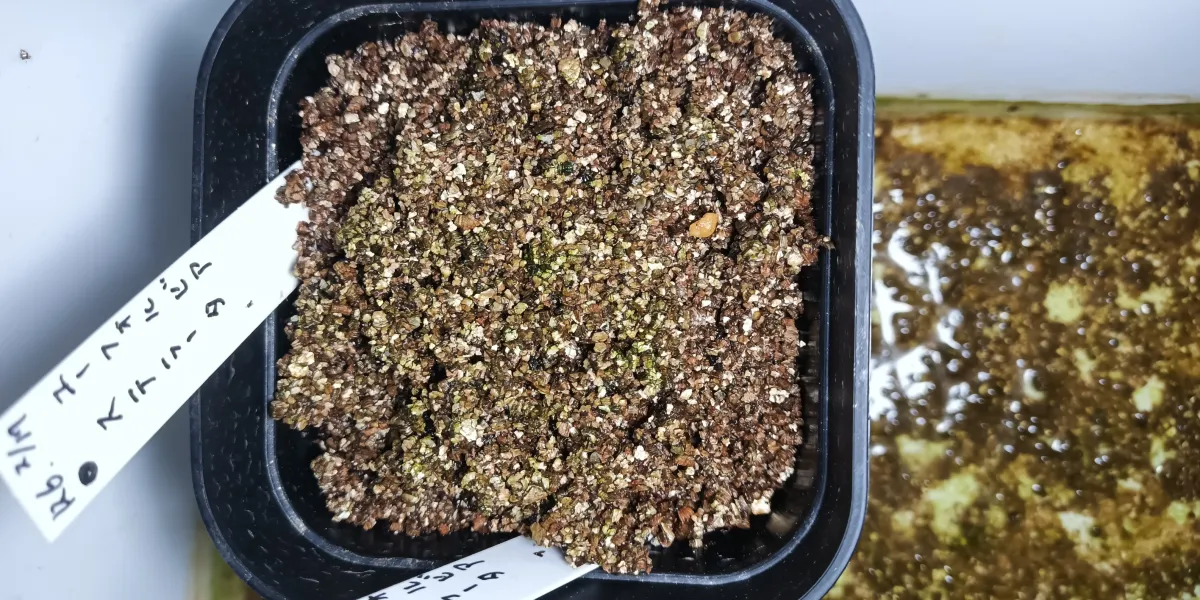 Euphorbia stellata (ユーフォルビア ステラータ 飛竜)