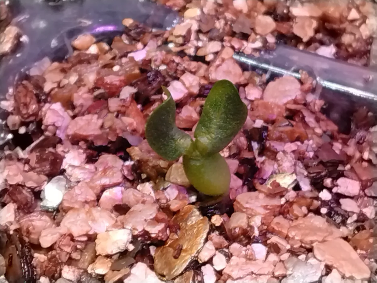 Pachypodium brevicaule subsp. leucoxanthum (パキポディウム レウコキサンツム)