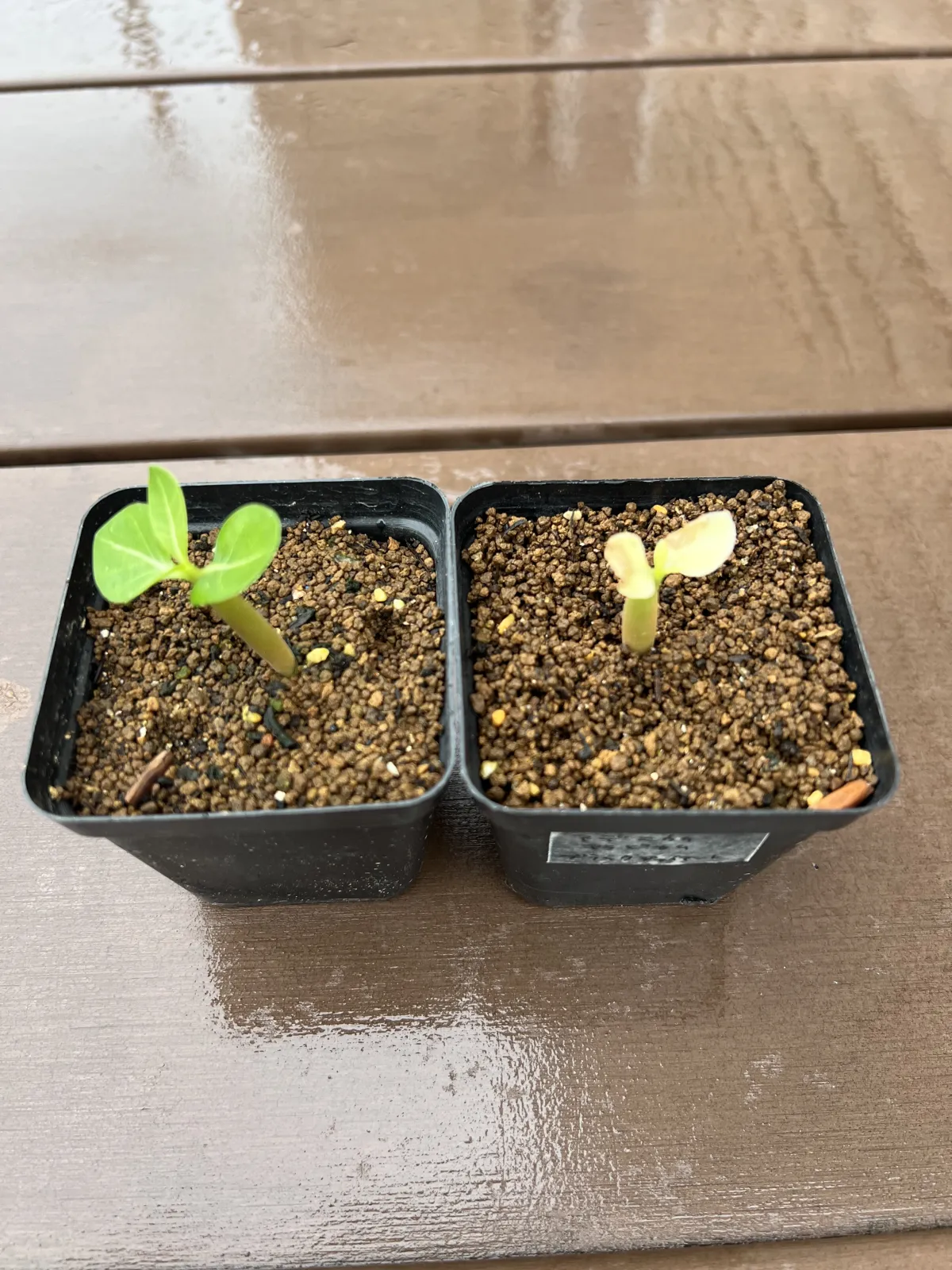 Adenium arabicum Black Giant (アデニウム アラビカム ブラックジャイアント)