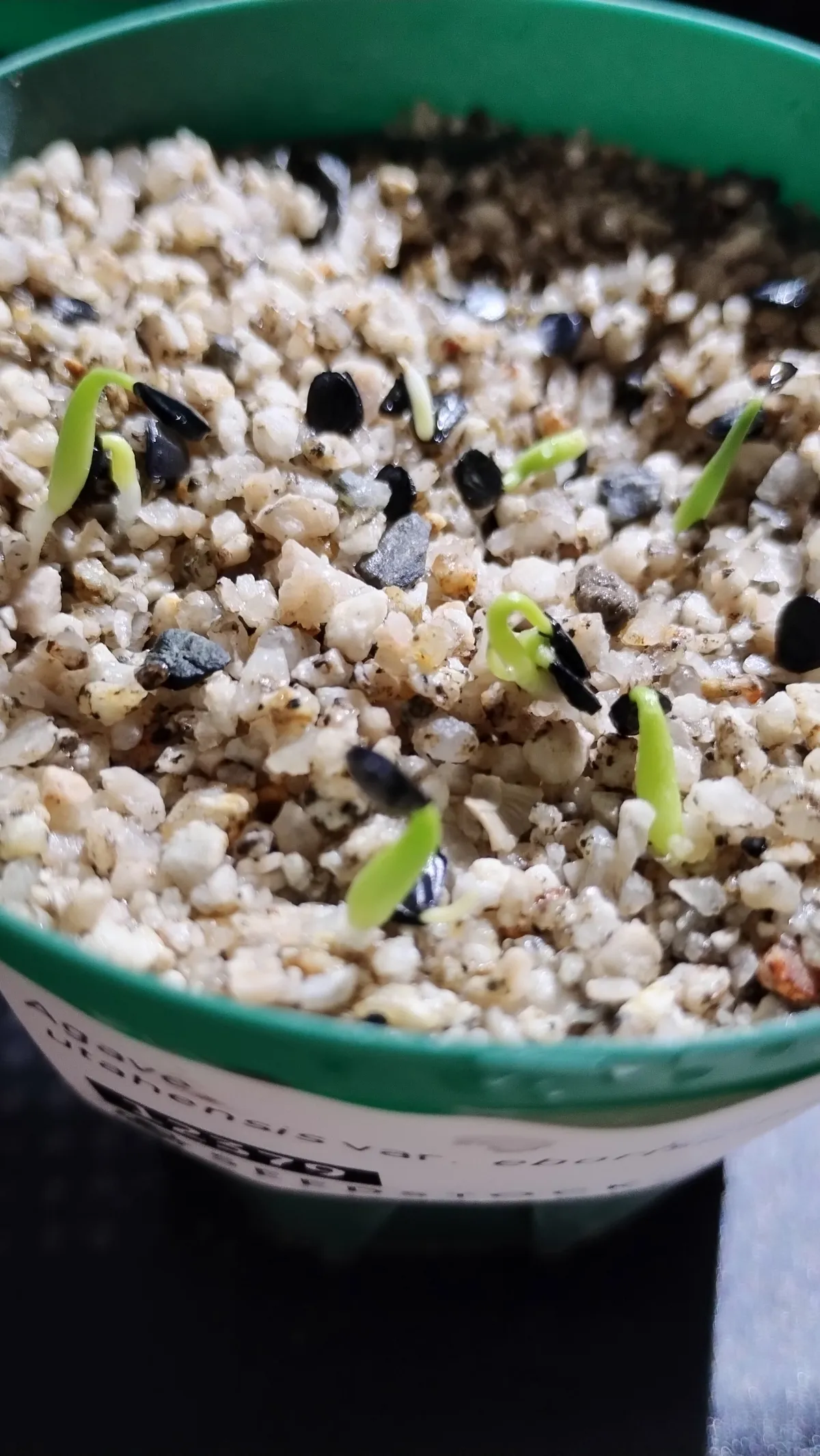 Agave utahensis var. eborispina (アガベ エボリスピナ)