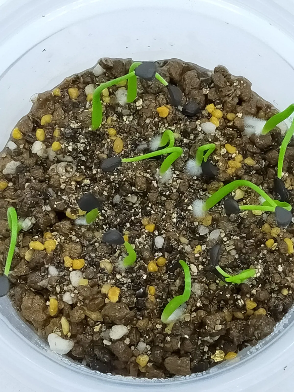 Agave subsimplex (アガベ サブシンプレックス)