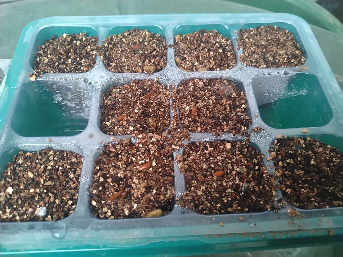 [無料種子] 発芽難 パキポディウム グラキリス　 Pachypodium rosulatum var. gracilius