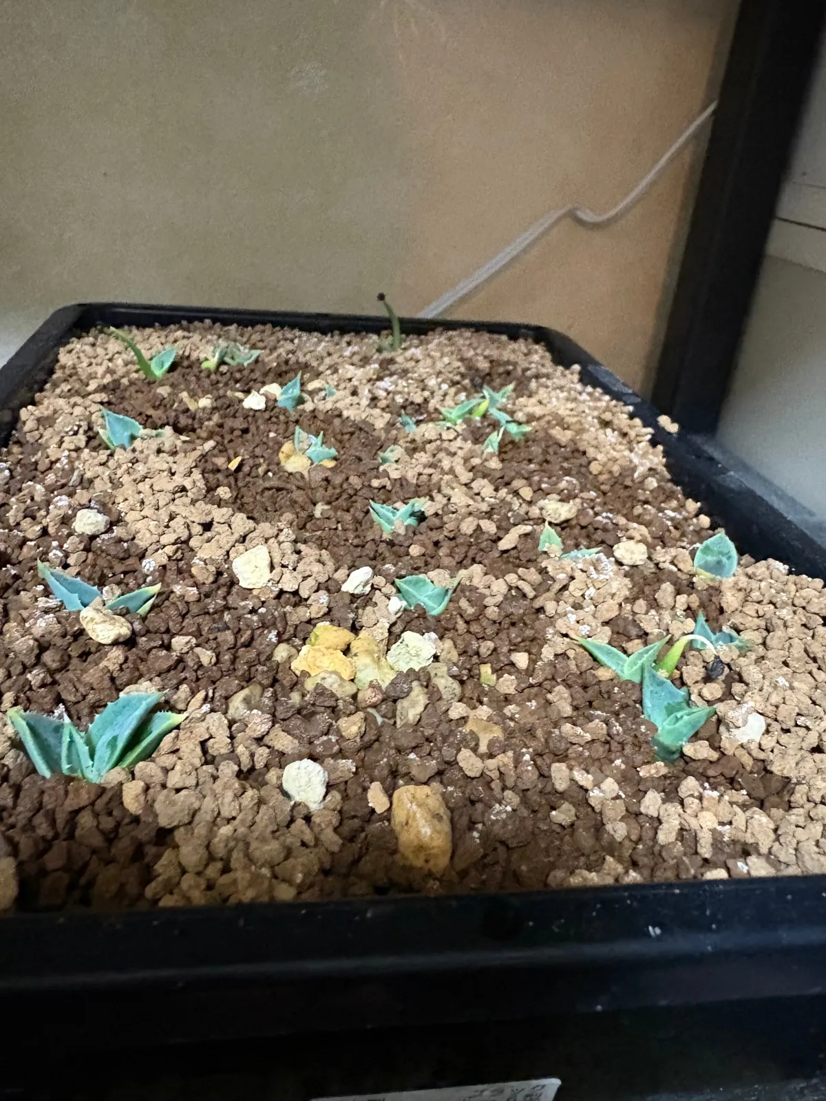 Agave utahensis var. eborispina 'Hayford' (アガベ エボリスピナ ヘイフォード)