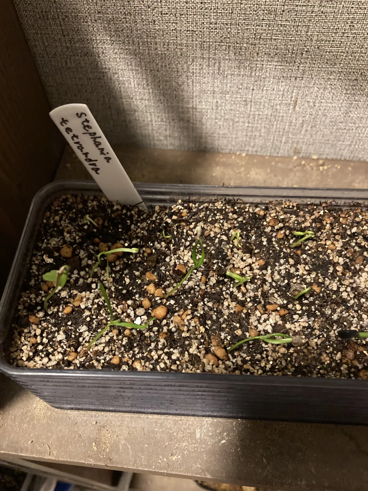 Stephania tetrandra (ステファニア テトランドラ)