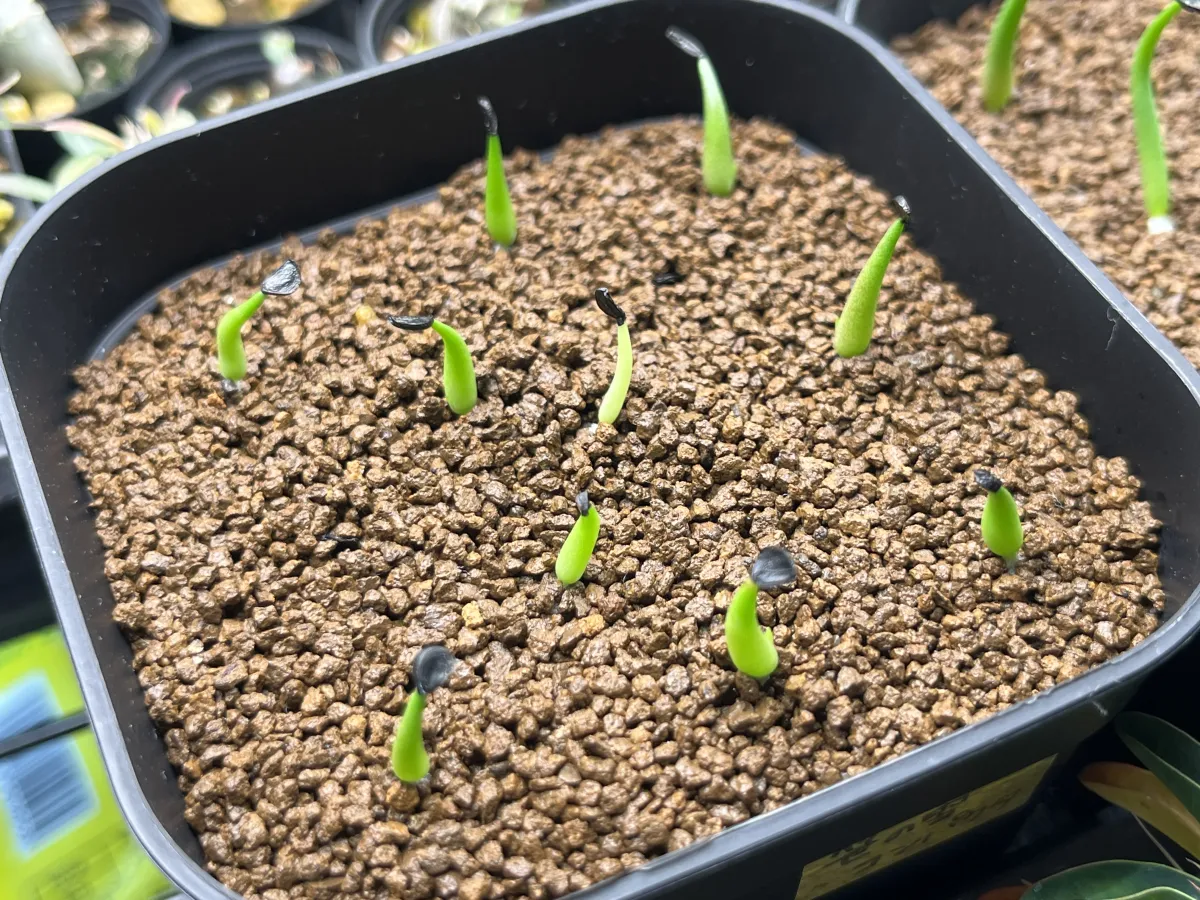 Agave victoriae-reginae Compacta (アガベ ビクトリアレジーナコンパクト)