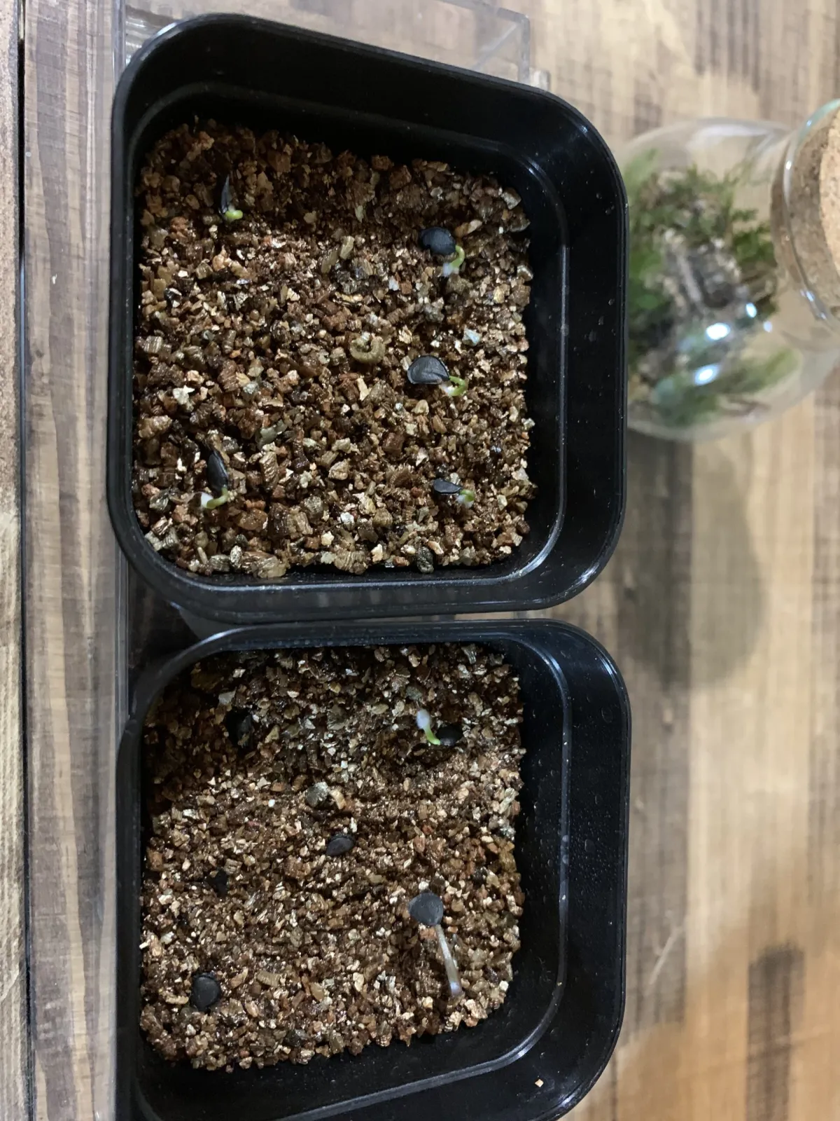 Agave shrevei ssp. magna (アガベ シュリベイマグナ)