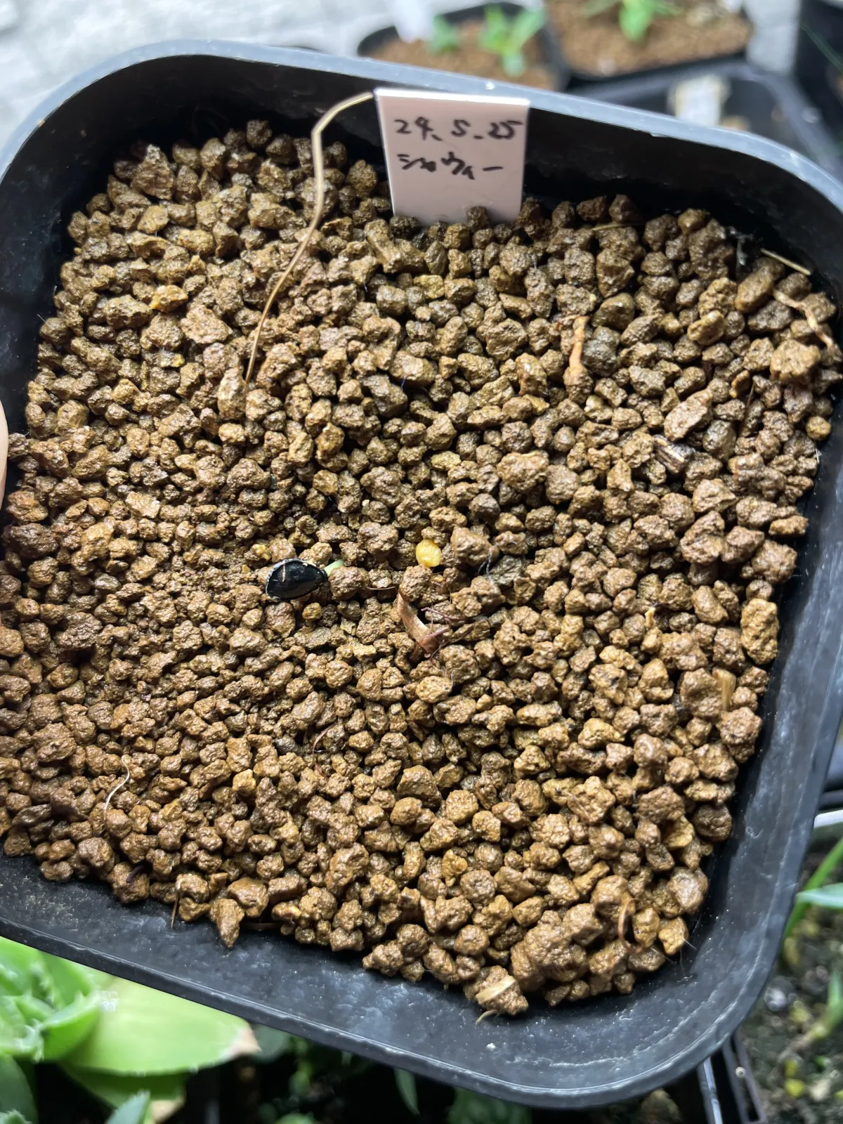 Agave shawii subsp. shawii (アガベ シャウィ)