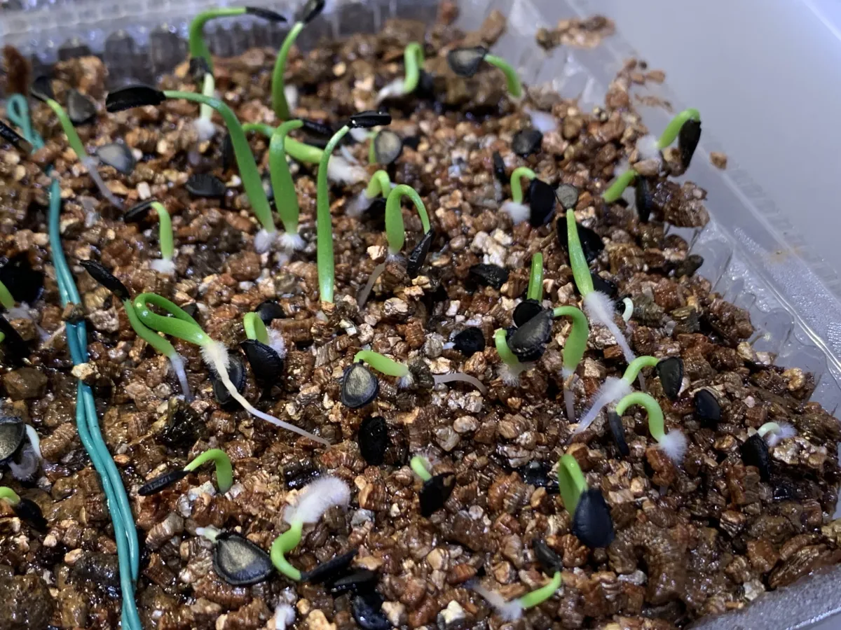 Agave mckelveyana (アガベ マッケルベヤナ)