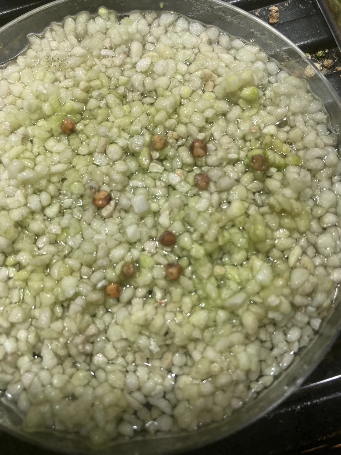 Dasylirion longissimum var. longissimum (ダシリリオン ロンギシマム)