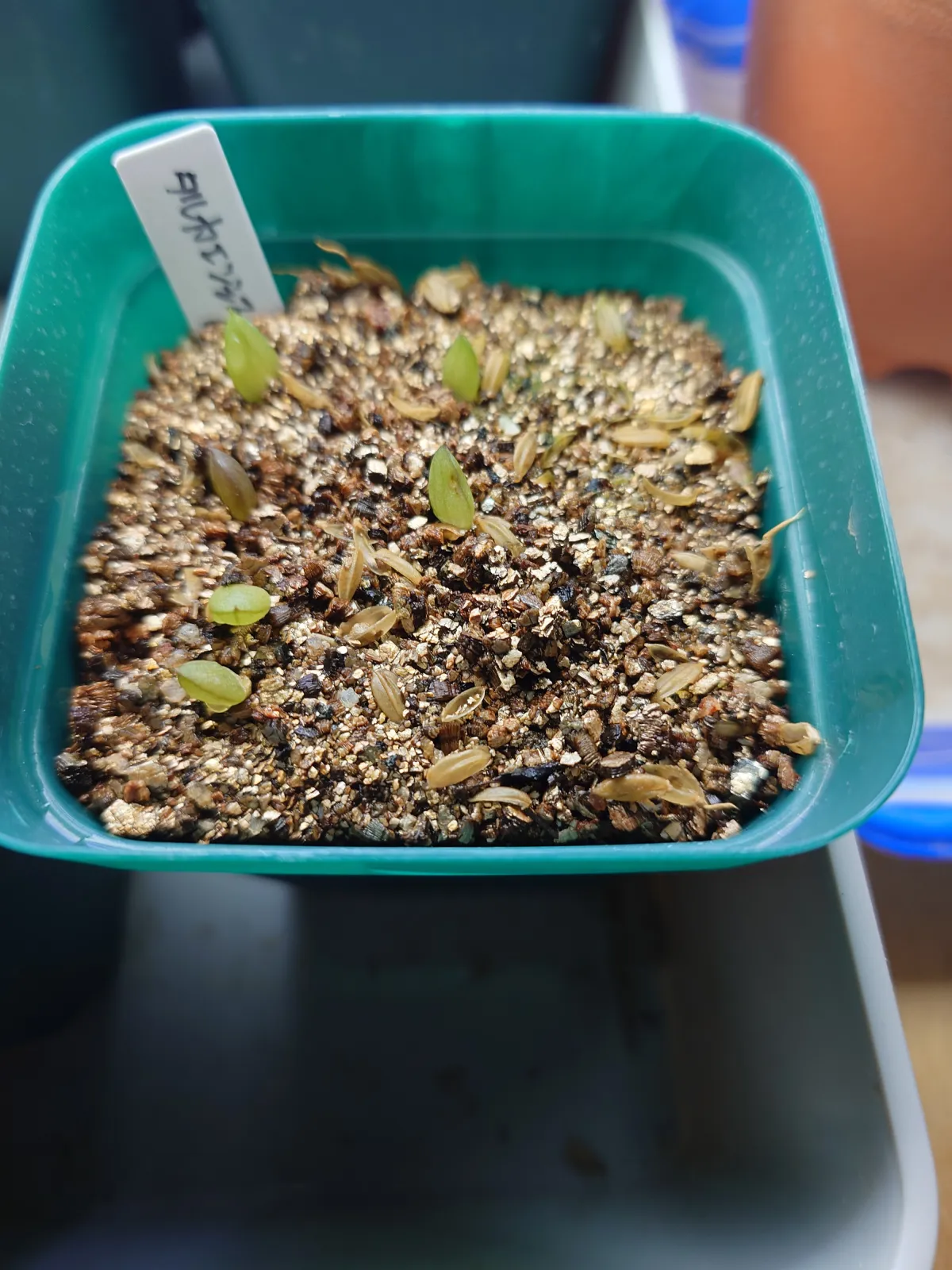 Aloe broomii var. tarkaensis (アロエ ブルーミータルカエンシス)