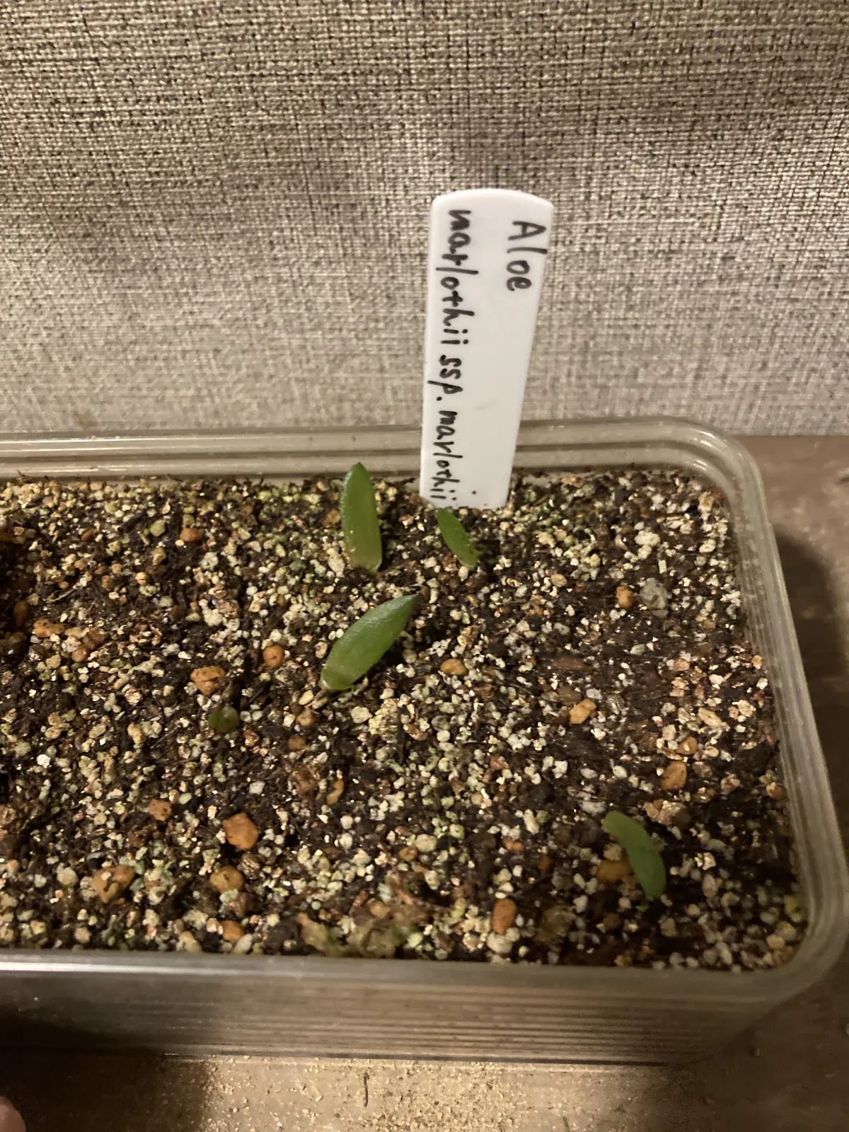 Aloe marlothii subsp. marlothii (アロエ マルロシー)