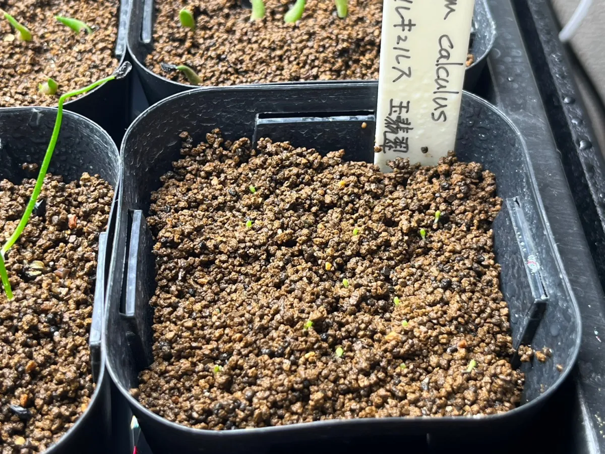 Conophytum calculus (コノフィツム カルキュルス 玉翡翠)