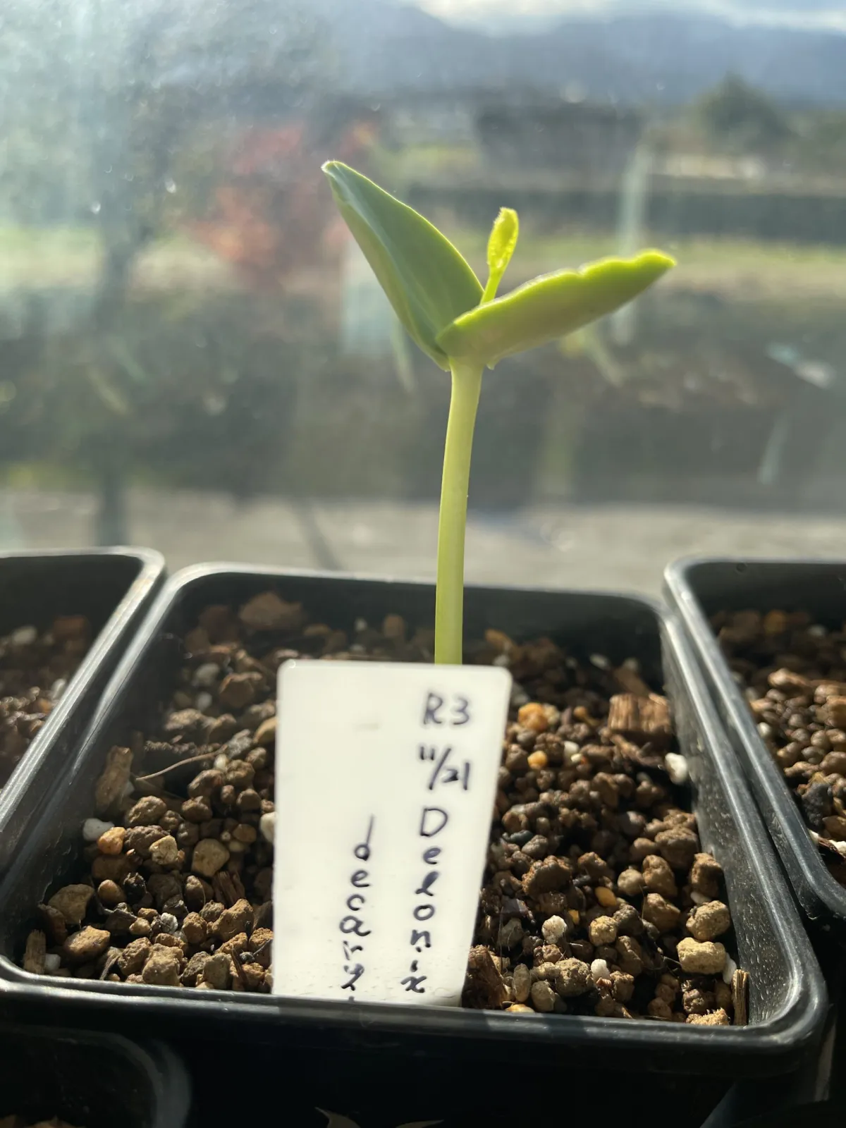 Delonix decaryi (デロニクス デカリー)