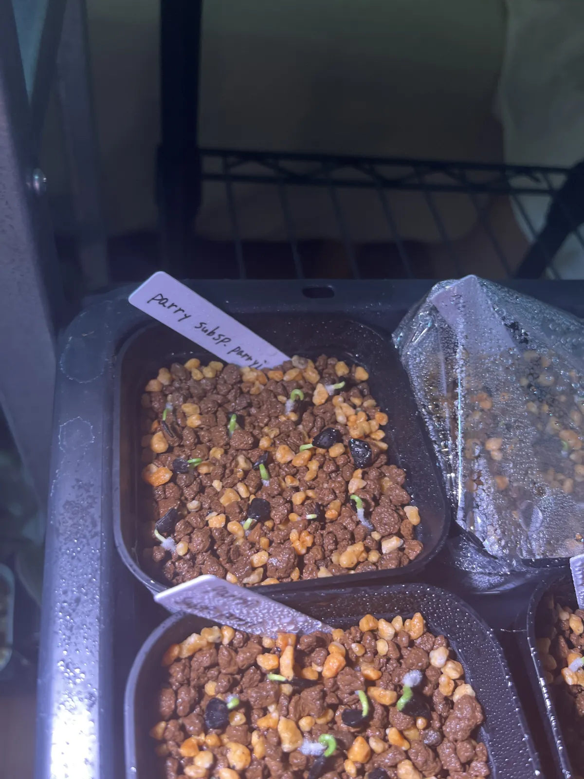 Agave parryi subsp. parryi (アガベ パリー)