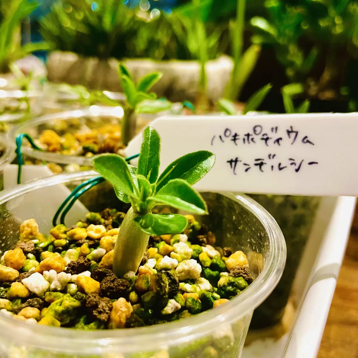 Pachypodium saundersii (パキポディウム サンデルシー 白馬城)