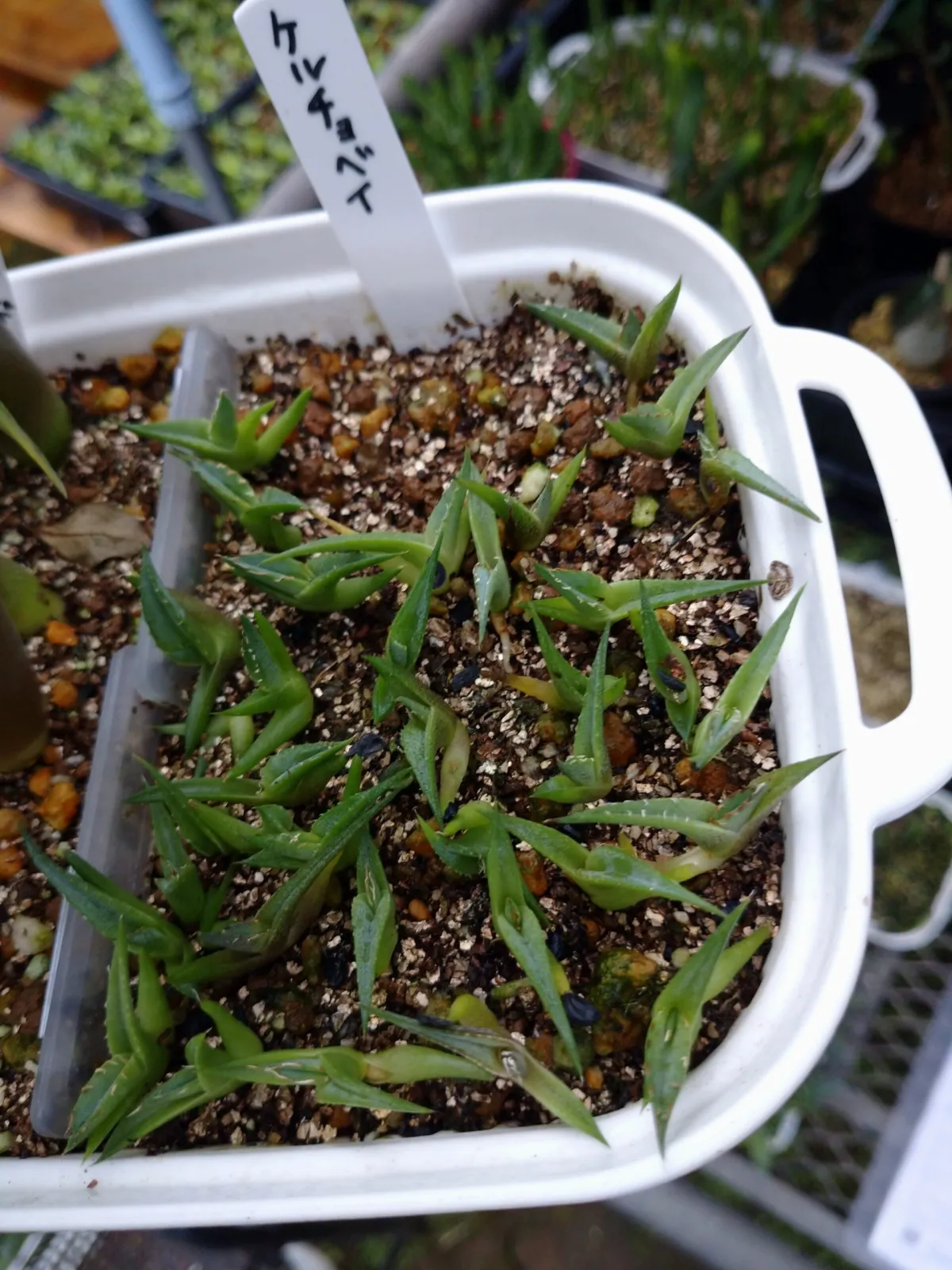 Agave kerchovei (アガベ ケルチョベイ)