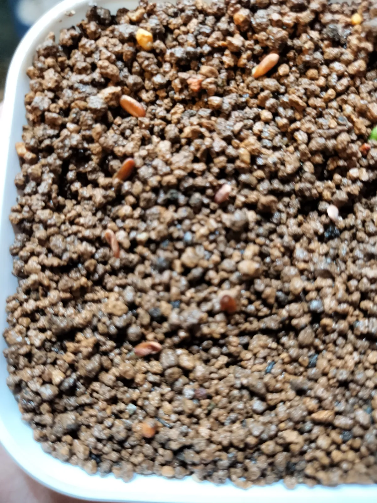 Pachypodium rosulatum var. gracilius (パキポディウム グラキリス)