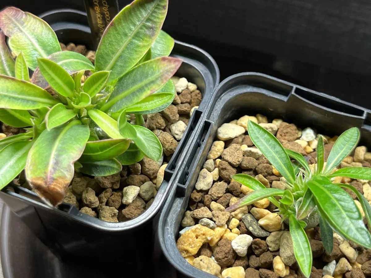 Pachypodium densiflorum var. brevicalyx (パキポディウム ブレビカリックス)