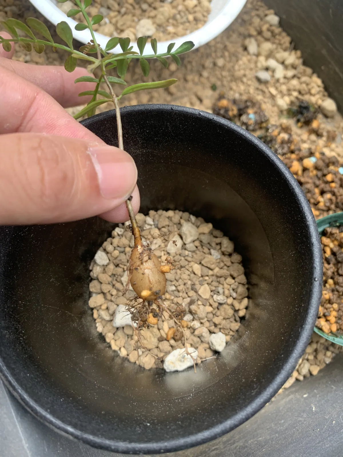 Operculicarya pachypus (オペルクリカリア パキプス)