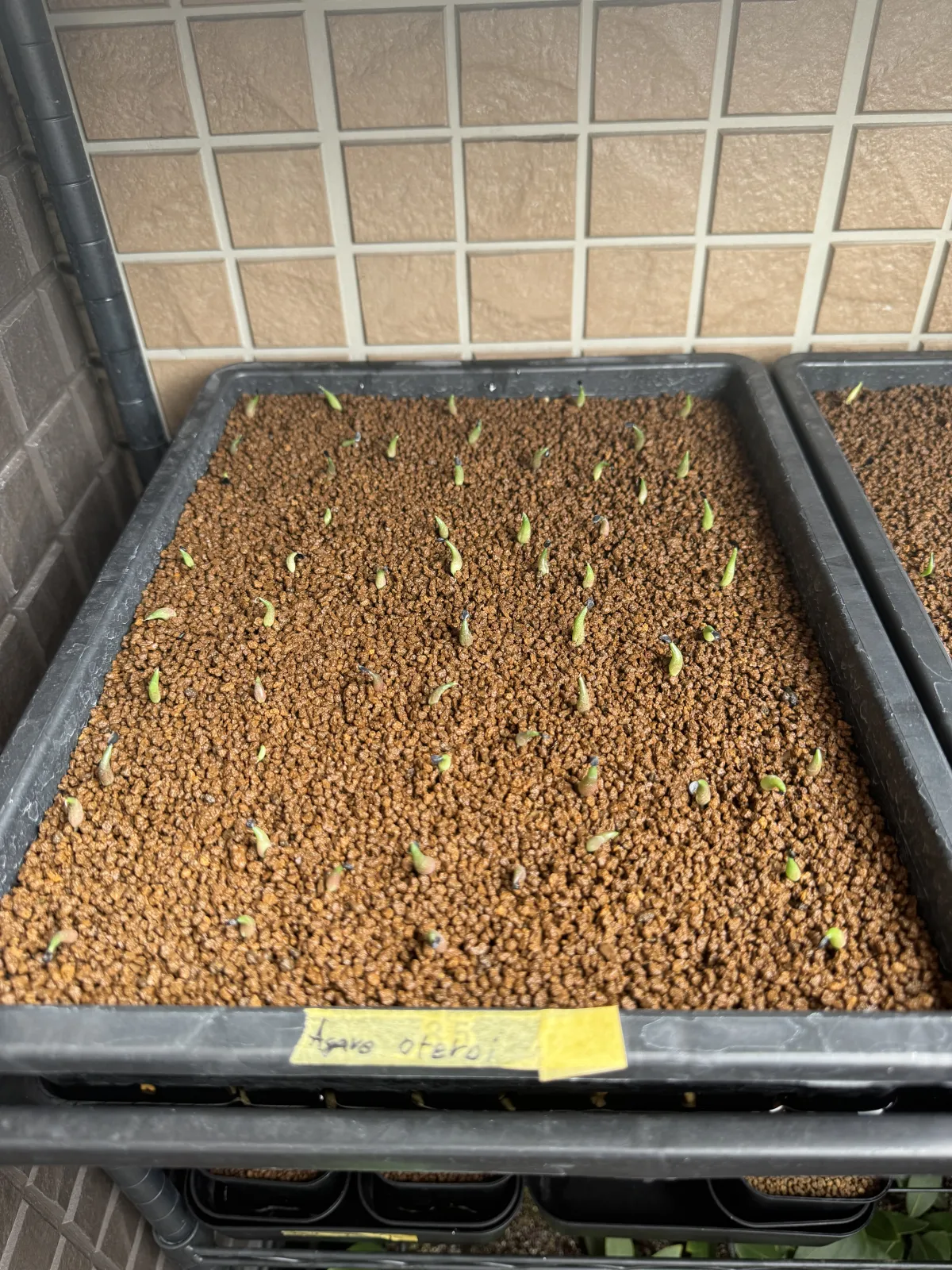 Agave oteroi (アガベ オテロイ)