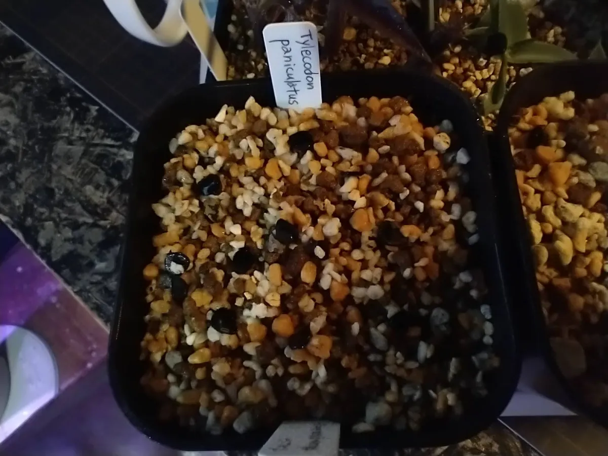 Tylecodon paniculatus (ティレコドン パニクラタス)