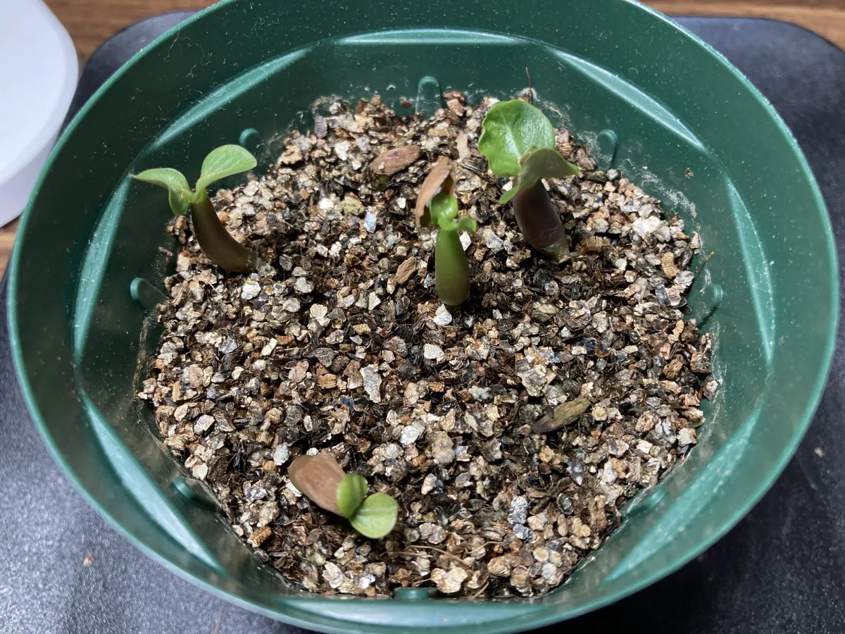 Adenium arabicum Rashiny (アデニウム アラビカム ラシニー)