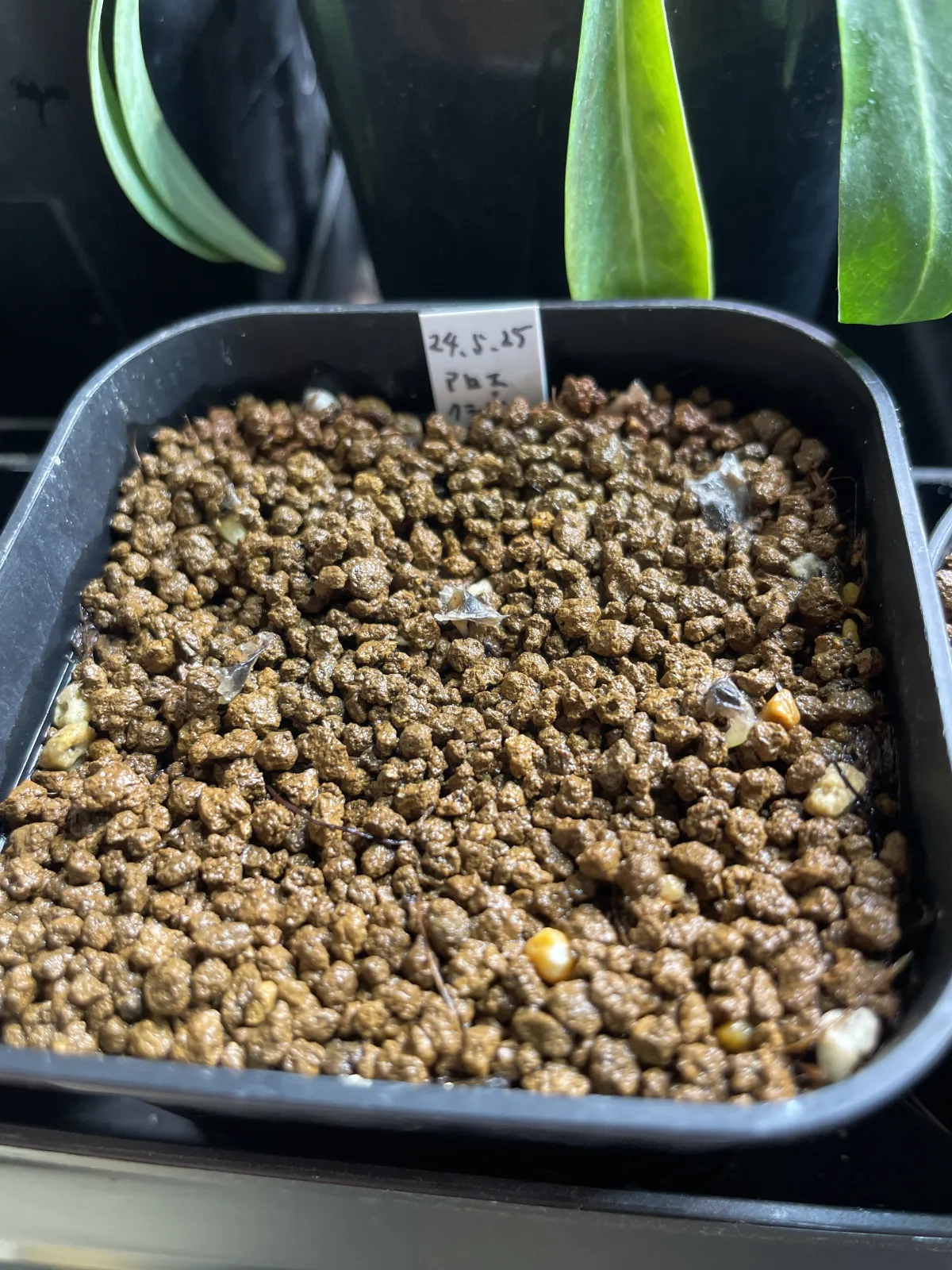 Aloe claviflora (アロエ クラビフローラ)