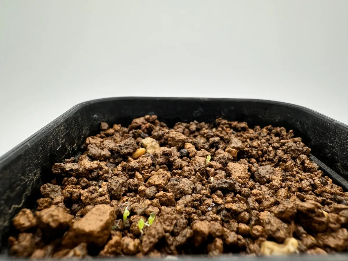 Conophytum burgeri (コノフィツム ブルゲリ)