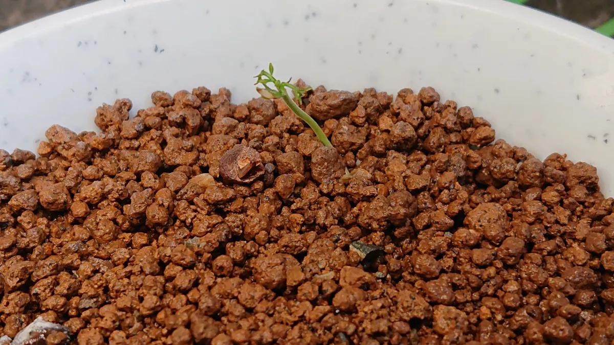 Operculicarya pachypus (オペルクリカリア パキプス)