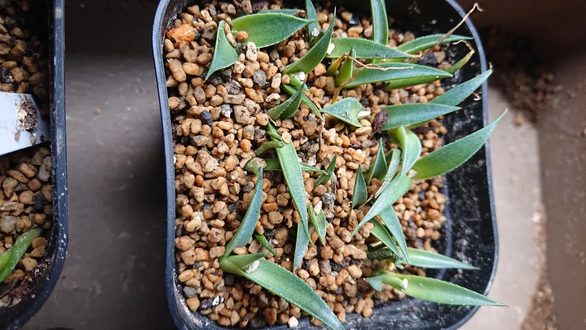 Agave parryi ssp. neomexicana 'Sierra Blanca' (アガベ ネオメキシカーナ シエラブランカ)