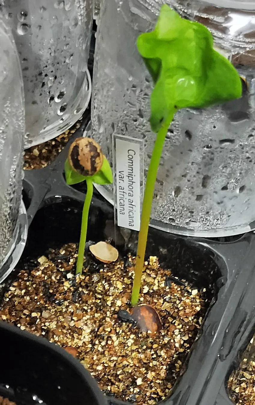 Commiphora africana var. africana (コミフォラ アフリカーナ)