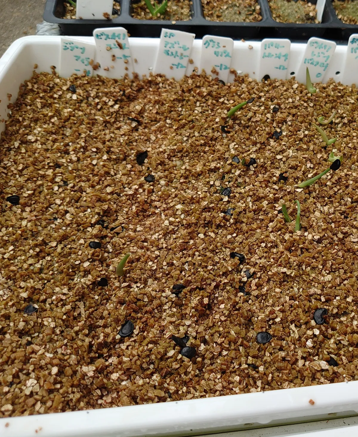 Agave gracilipes (アガベ グラシリペス)