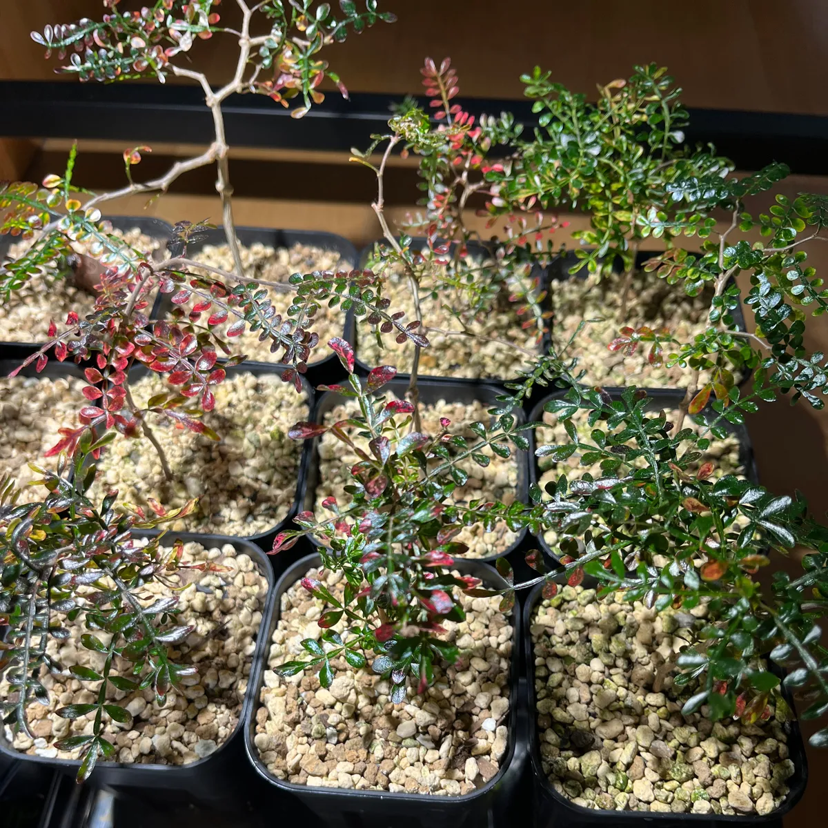 Operculicarya pachypus (オペルクリカリア パキプス)