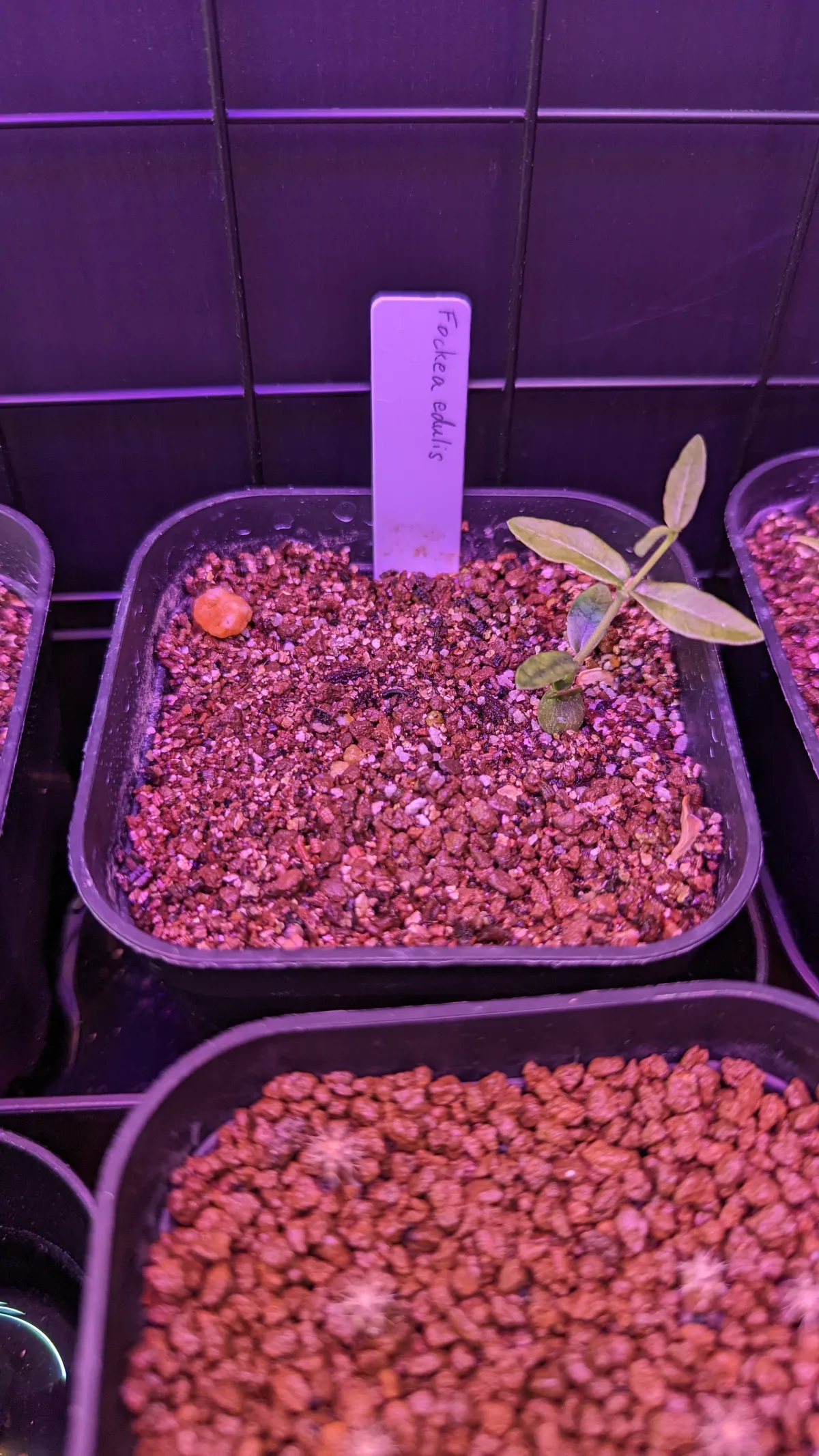 Fockea edulis (フォッケア 火星人)