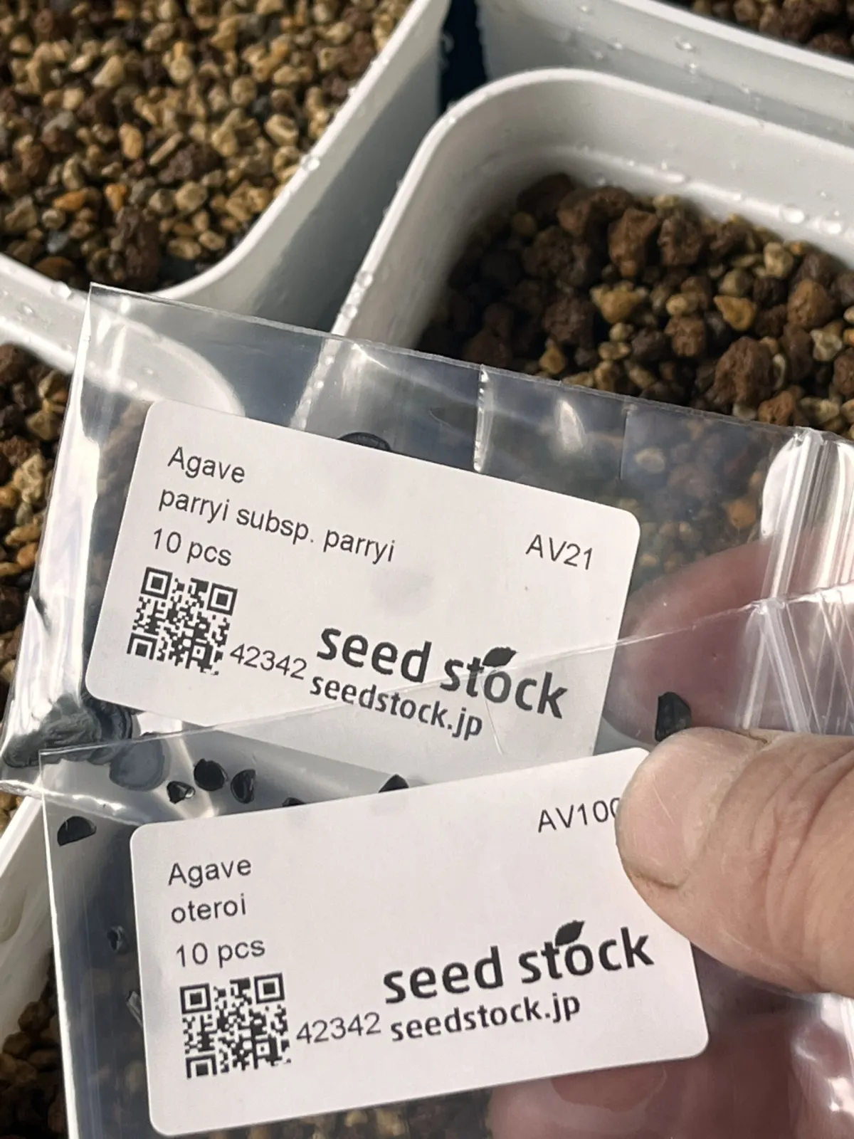 Agave parryi subsp. parryi (アガベ パリー)