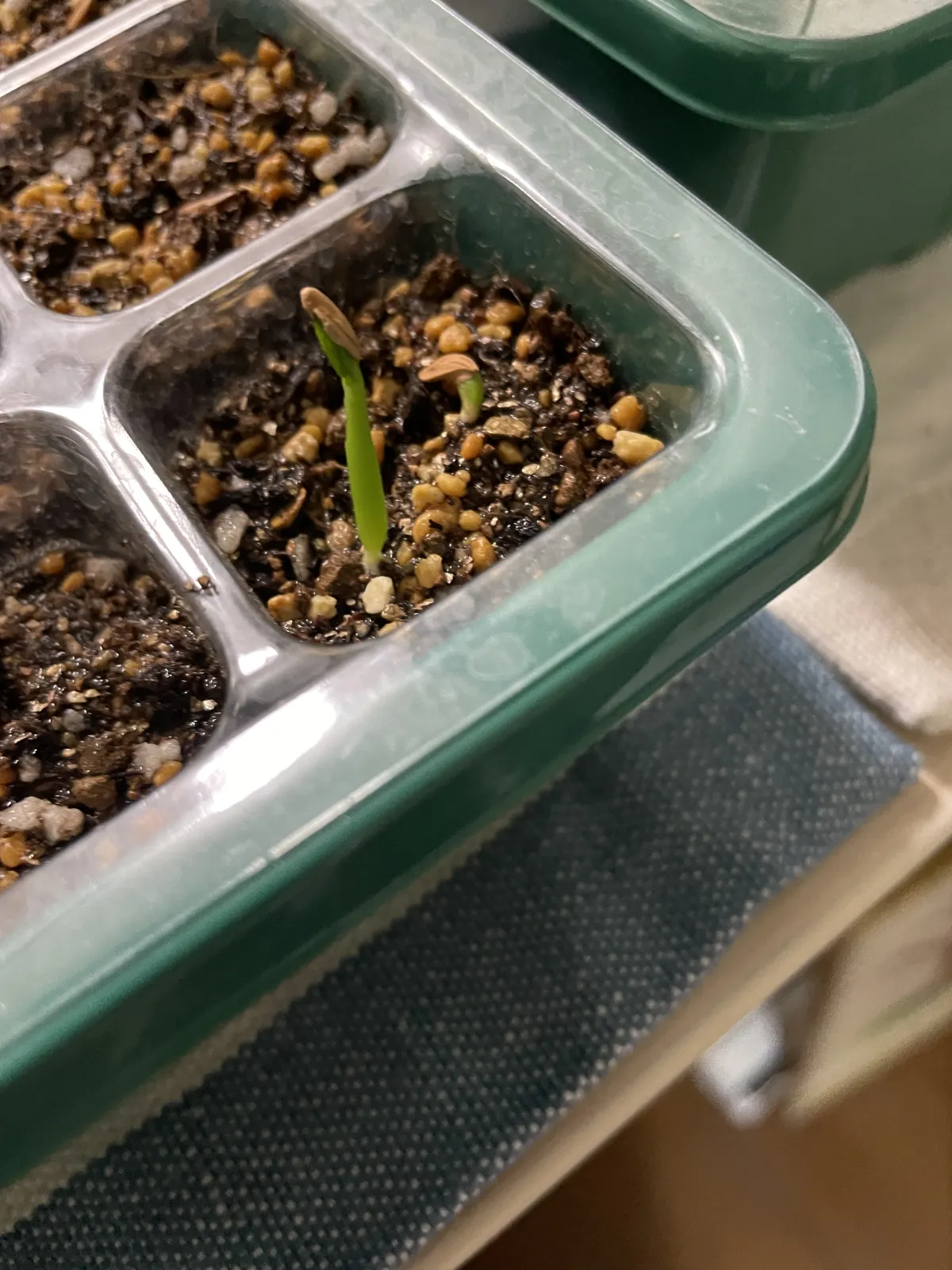 [無料種子] 発芽難 パキポディウム グラキリス　 Pachypodium rosulatum var. gracilius