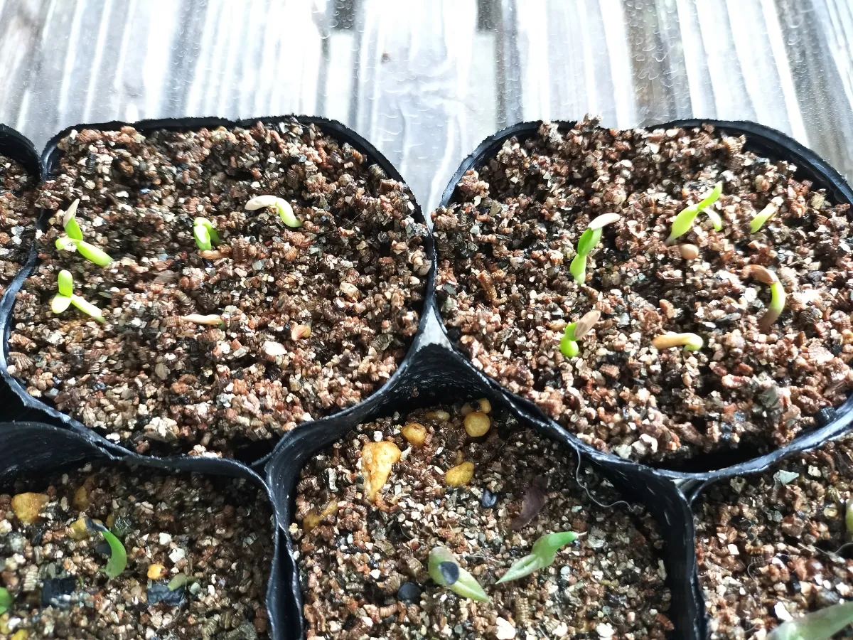 Pachypodium rosulatum var. gracilius (パキポディウム グラキリス)