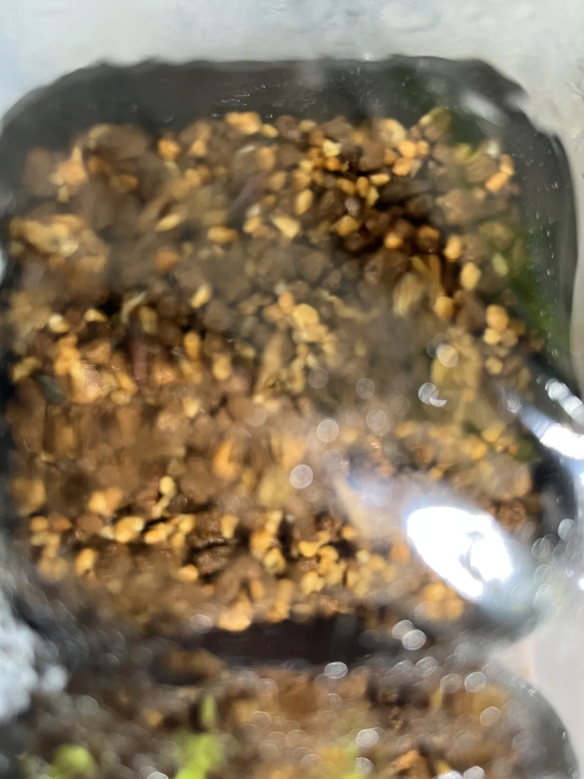 Beaucarnea gracilis (ボーカルネア グラキリス)