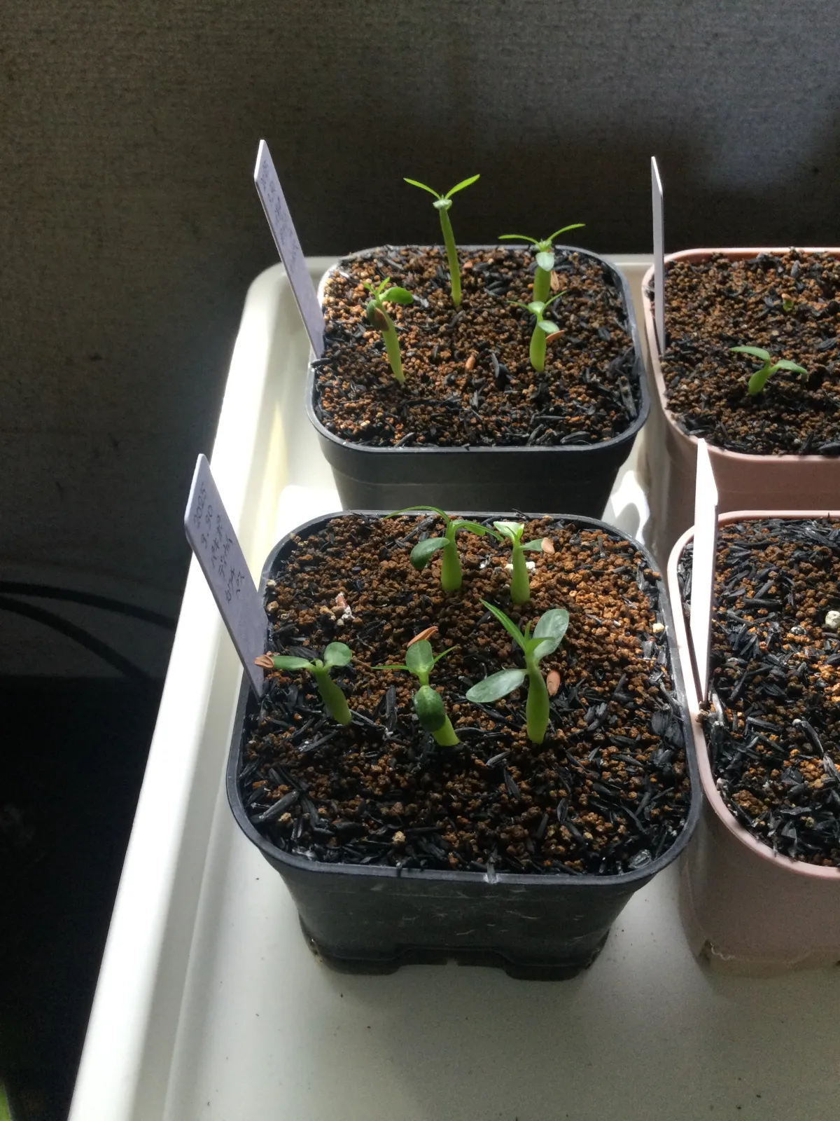 Pachypodium rosulatum ssp. cactipes (パキポディウム カクチペス)