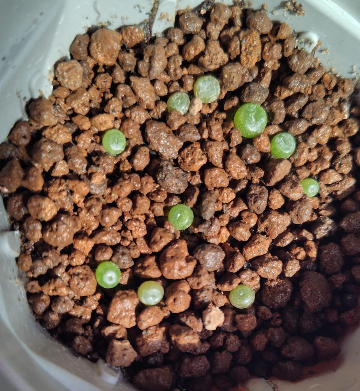 Conophytum obcordellum subsp. obcordellum (コノフィツム オブコブデラム)