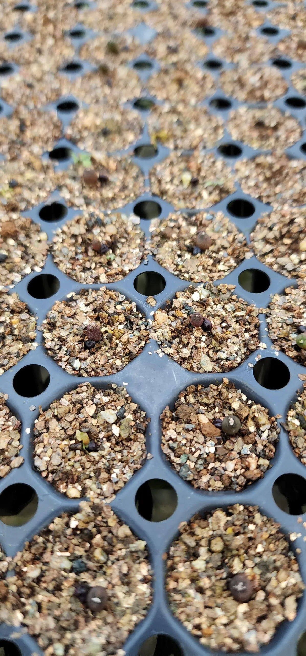 Astrophytum asterias (アストロフィツム アステリアス 兜)