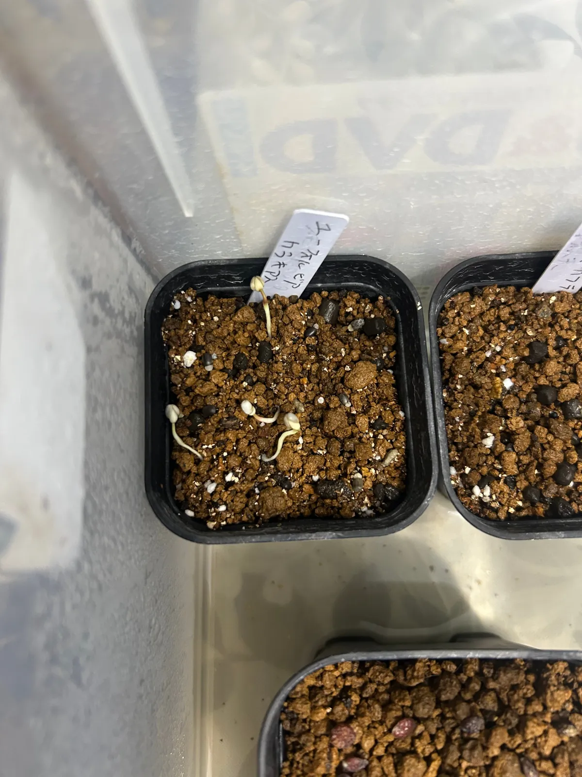 Euphorbia characias subsp. characias (ユーフォルビア カラキアス)