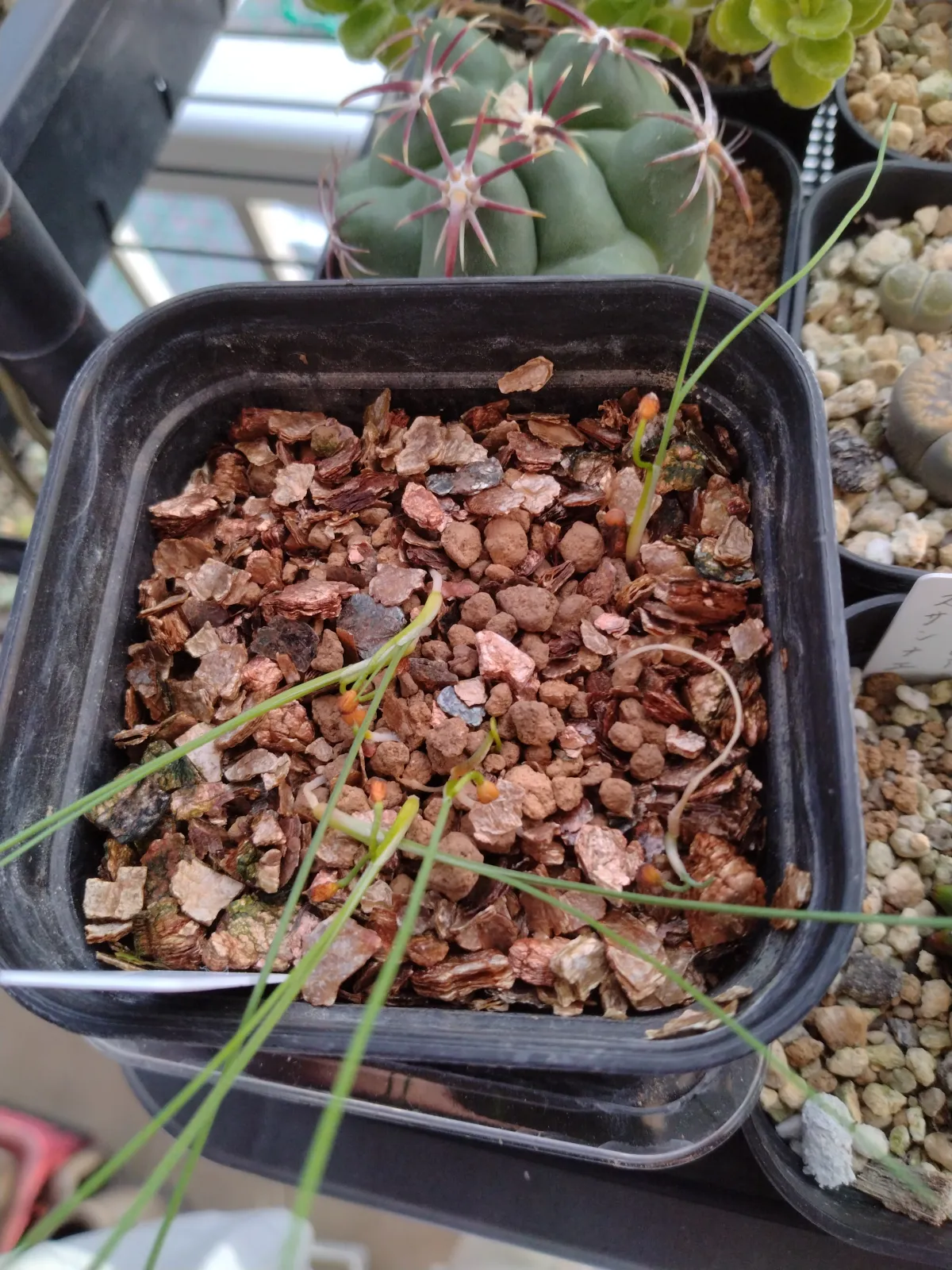 Dasylirion wheeleri (ダシリリオン ウィーレリ)