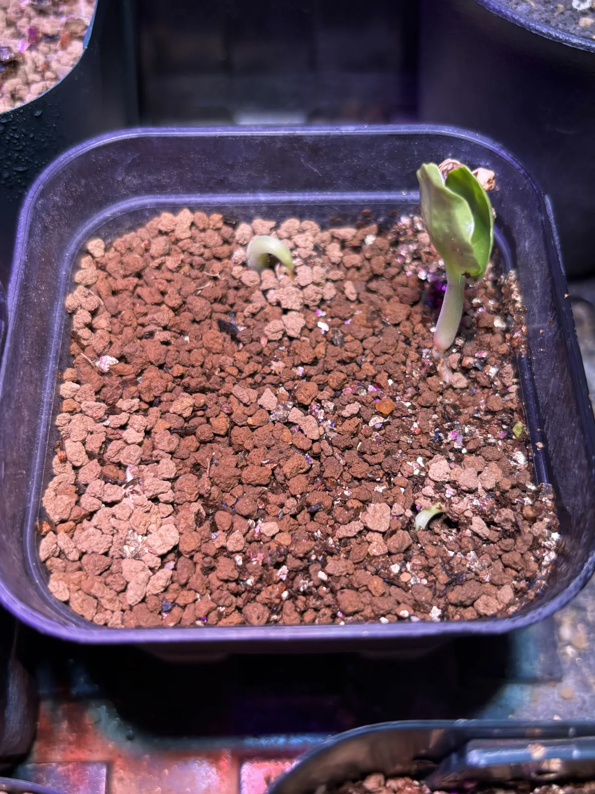 Cyphostemma juttae (キフォステンマ ユッタエ)